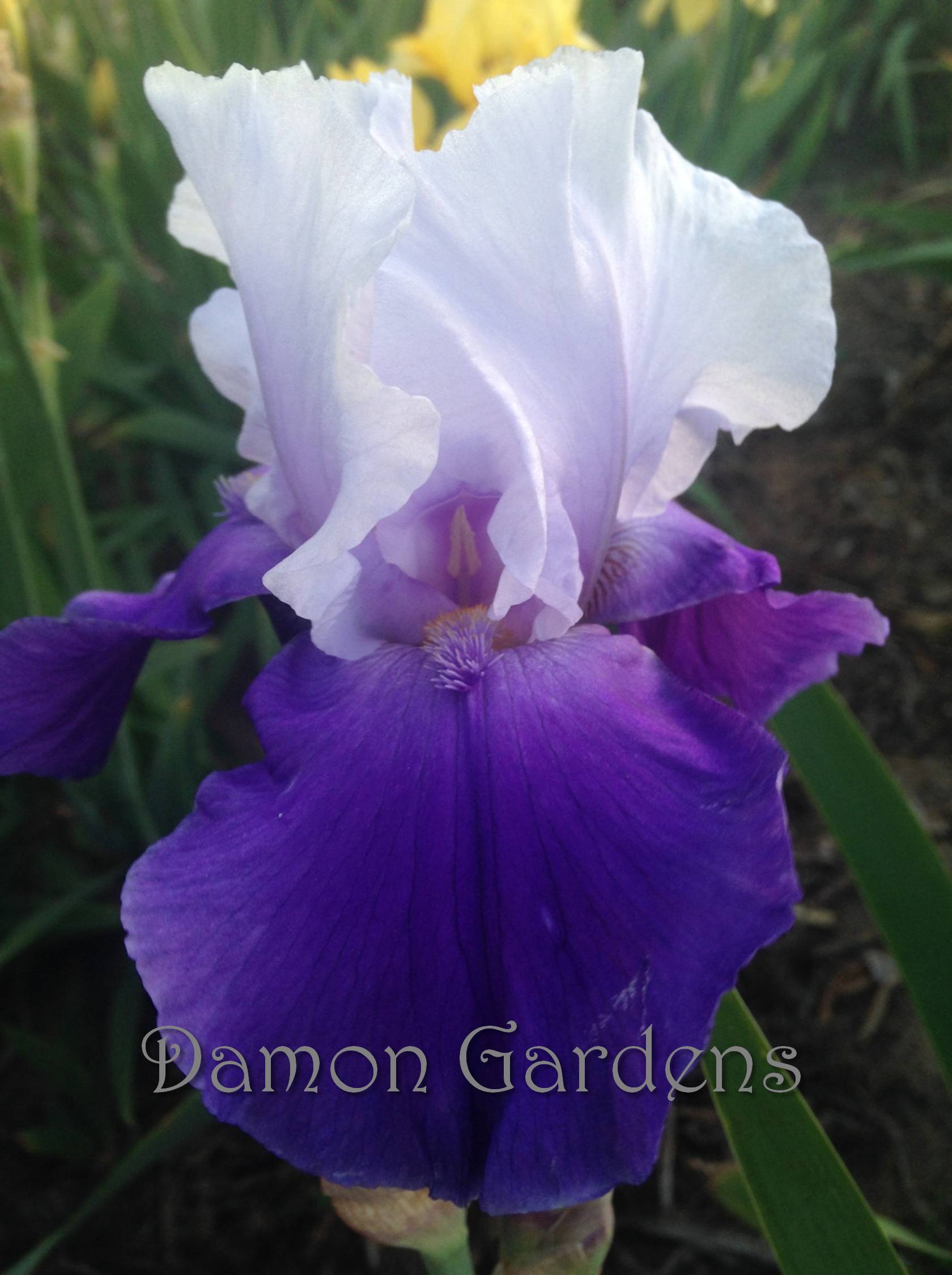 Iris Dream Lover